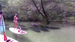 VIDEO: Paddleboarders hebben magische ontmoeting met tiental lamantijnen