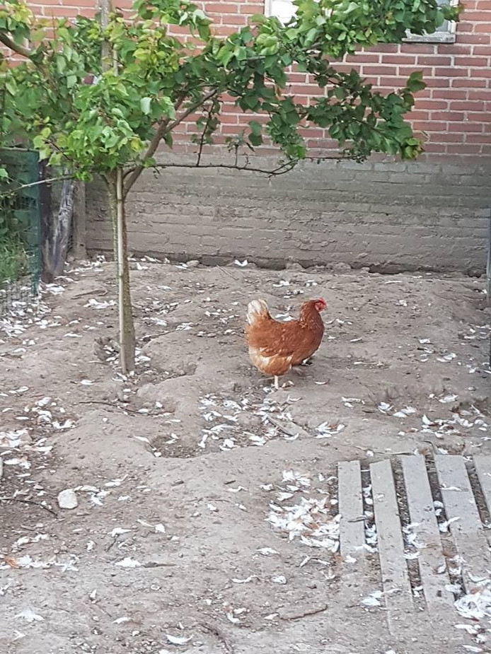 Slagveld In Kippenhok Bunnik 23 Dode Kippen Utrecht Adnl