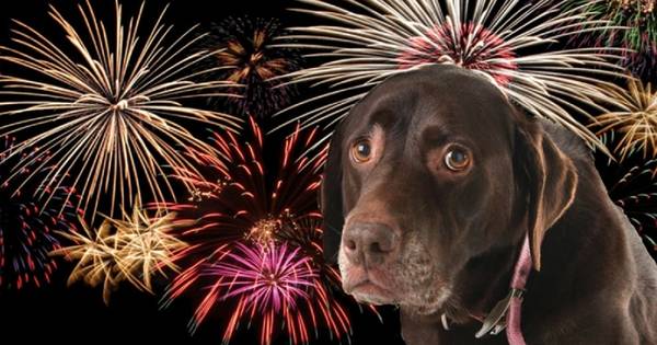 Almelo Steunt Vuurwerkvrij Uurtje Voor Huisdieren Binnenland Ad Nl