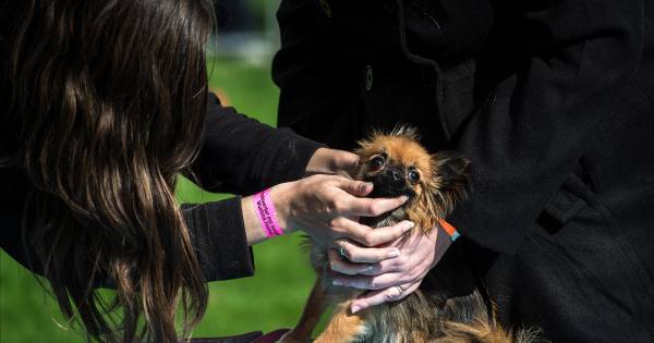 Hondenschool voorne putten