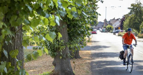 Zeventig jaar oude lindes in Koningin Wilhelminastraat Hedel piepen en kraken