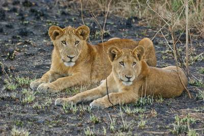 Drie leeuwinnen en acht welpjes in wildpark dood door vergiftiging