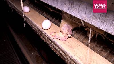 Veebranche gaat de strijd aan tegen dierenextremisme: ‘Het gaat te ver’