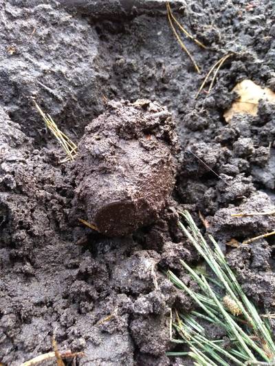 Wandelaars vinden nog een handgranaat uit WO2