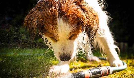 Afgelopen nacht niet warmste ooit in België: temperatuur zakte tot 24,2 graden