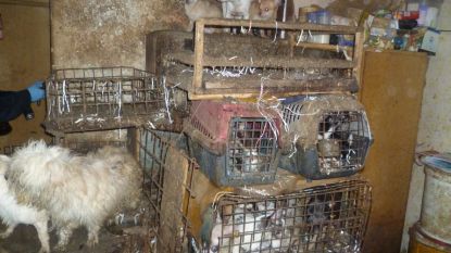 Ruim 200 zwaar verwaarloosde honden bevrijd uit huis in Tsjechië