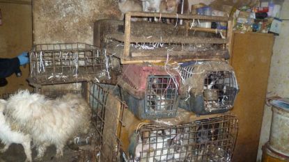 Ruim 200 zwaar verwaarloosde honden bevrijd uit huis in Tsjechië