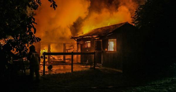 Paard en pony gered bij stalbrand Bakel | Eindhoven - Eindhovens Dagblad