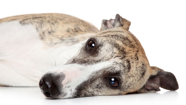 12 Honden Dood Door Brand In Nederweert Het Parool