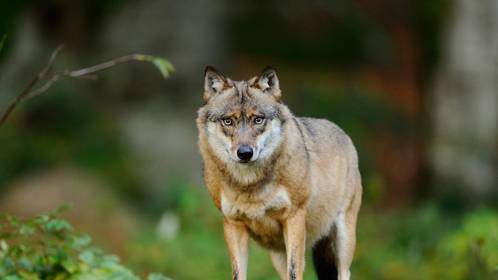Gespotte dieren meld je voortaan met app: “Locatie van wolven zomaar delen met jagers? Absurd”