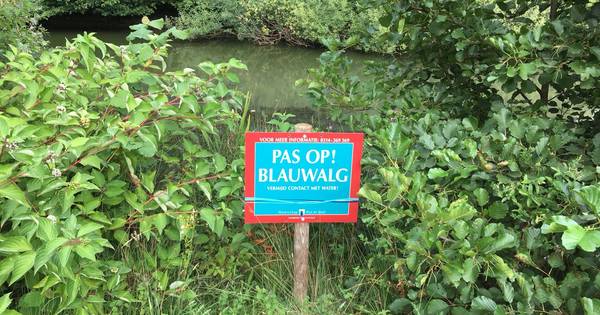 Zwemmen mag weer in Kalenbergse Plas