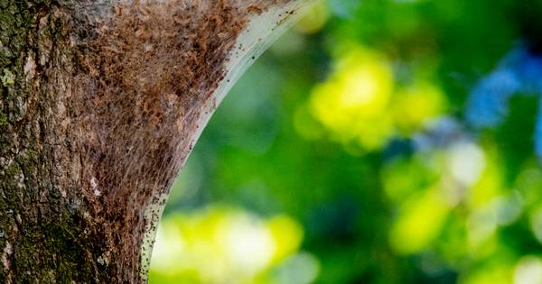 Bestrijders Brabant zitten met massa's jeukrupsen opgescheept, maar er gloort hoop aan de horizon - 