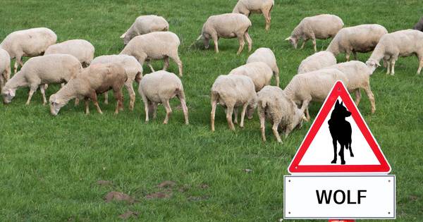 Wéér slaat de wolf toe in de kudde van Jos Verhulst - BD.nl
