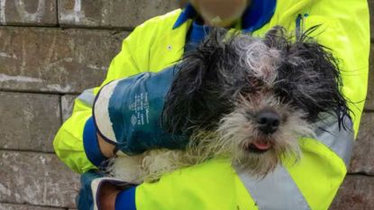 Vrouw dumpt hondje in afvalcontainer, beestje op nippertje gered in vuilniswagen