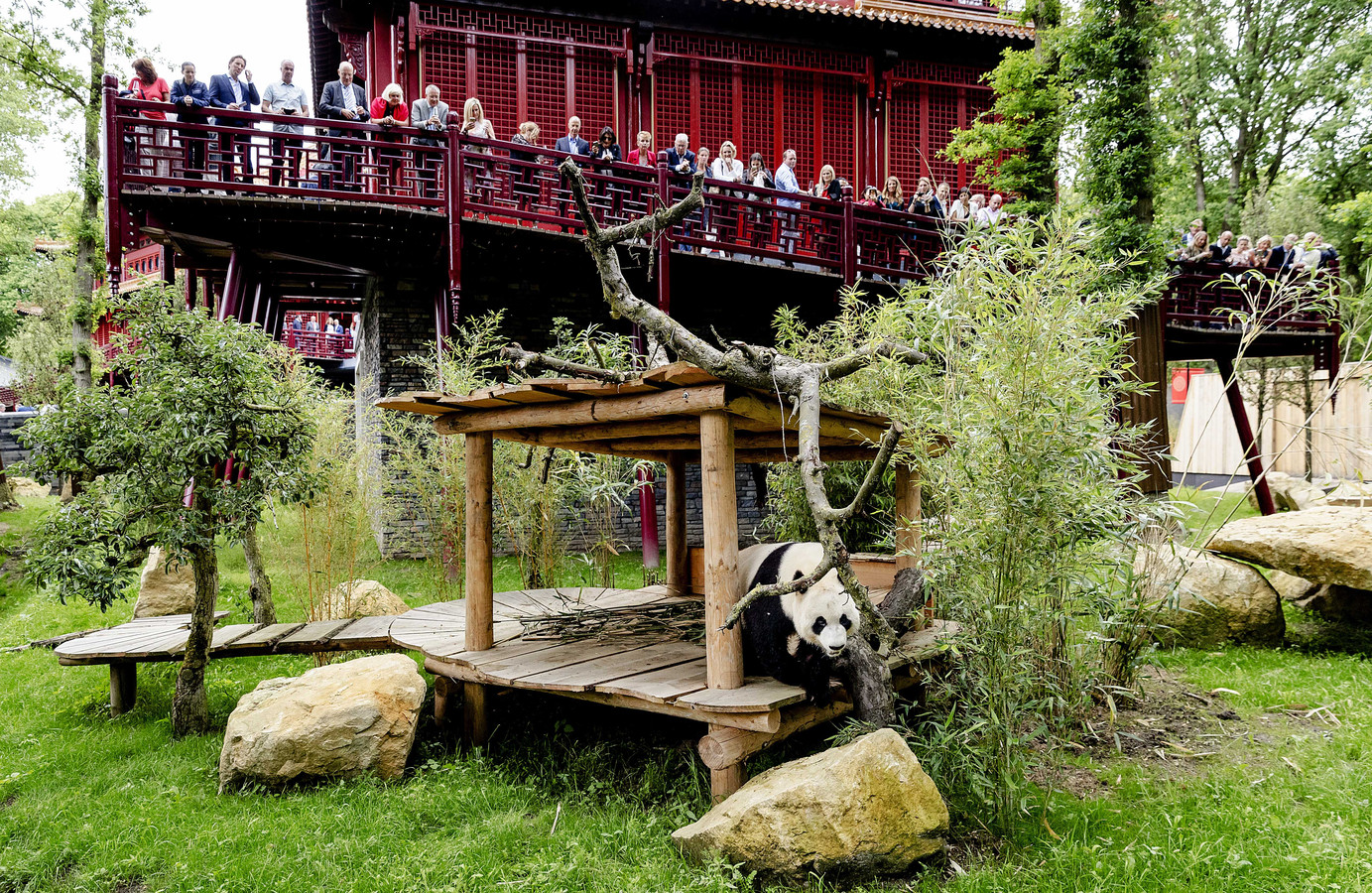 Een Babypanda Kassa Voor China Foto Ad Nl