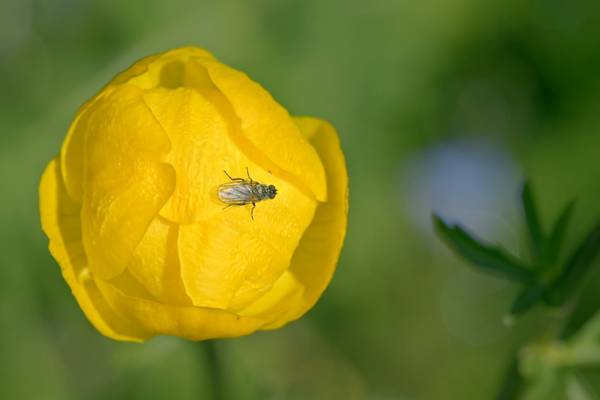 Nature in Symbiosis