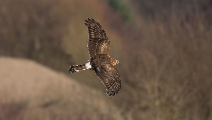Roofvogeljager Met Gif Actief In Fries Gebied Binnenland Ad Nl