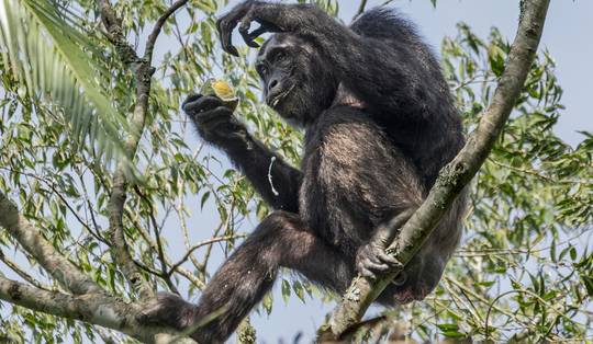 Zo zat als een aap? Chimpansees nuttigen dagelijks twee glazen alcohol door rijp fruit