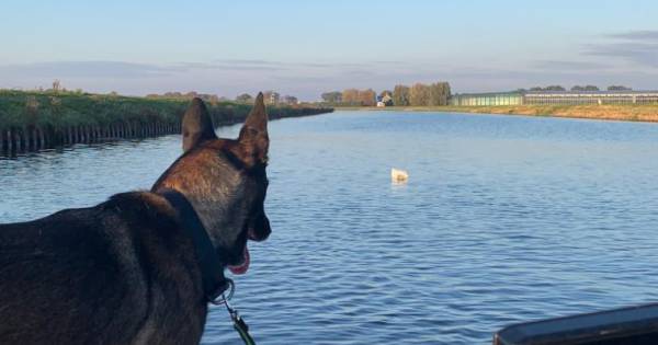 Speurneuzen Salto en Power vinden vermiste Anneke (55): 'Ze had jaren op bodem kunnen liggen' - AD.n