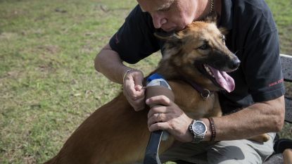 Een dierenbeul hakte zijn voorpoten af, maar dankzij gloednieuwe protheses kan Cola de hond opnieuw rondhuppelen