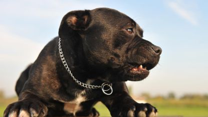 Man verliest arm bij aanval door eigen hond