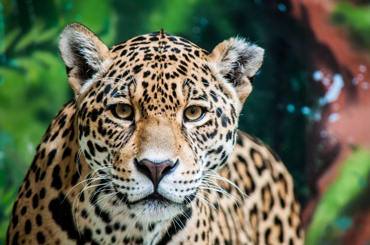 Wonderlijk Geheime slachtpartijen blootgelegd: de Chinese jacht op jaguars CT-63