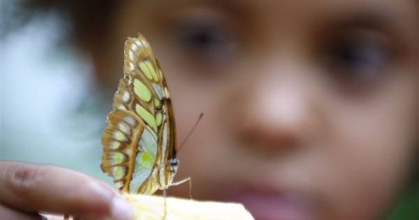 Tijdelijke vlindertuin op zeedijk bij Knokke | Zeeuws-Vlaanderen - PZC
