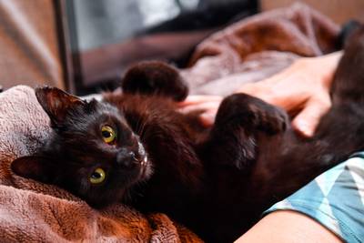 Kat Sprotje die in oven werd gestopt heeft nieuw thuis