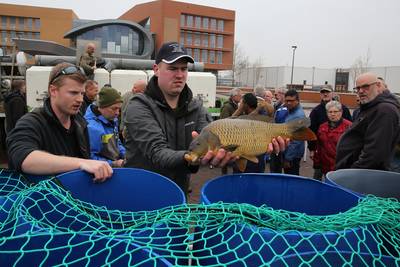 120 knoeperts van Belgische karpers bevolken vanaf nu de weer schone Berkel