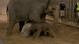 Smelt! Baby olifantje geboren in 'Expeditie Pairi Daiza'