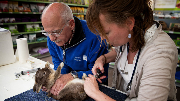 Dierenarts almelo tarieven