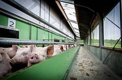 Sterksel heeft het nakijken: bijna zeker dat onderzoekscentrum varkens blijft