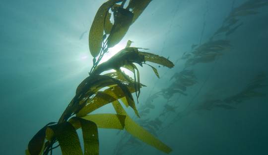 Goedkoper dan flessenwater en met half zoveel energie: Noorse zeebodeminstallatie moet ontzilting revolutioneren