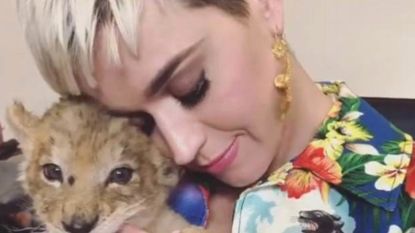 Dierenrechtenorganisatie woest op Katy Perry, die met leeuwtjes knuffelt: "Hoeveel likes je ook krijgt, dit is fout"