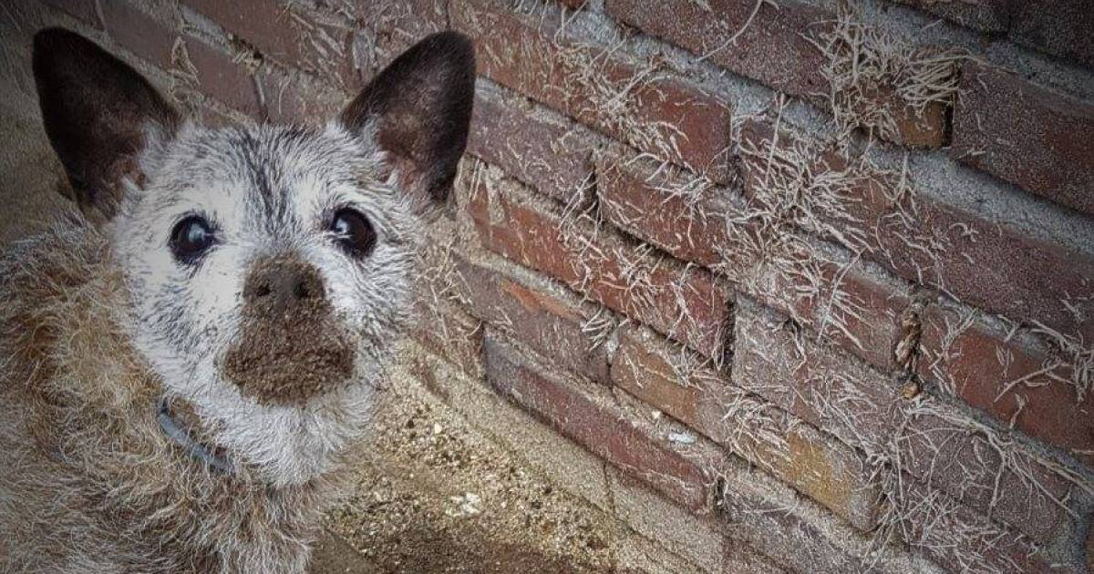 Doodgebeten Hondje Zaza Druppel Voor Dierenarts Er Moet Wat Veranderen Renkum Gelderlander Nl