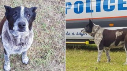 Dove en deels blinde hond ontfermt zich over verloren gelopen meisje (3) in Australische bush