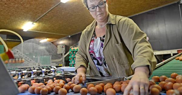 Eierschandaal zorgt voor onzekerheid onder Twentse kippenboeren | Borne - Tubantia
