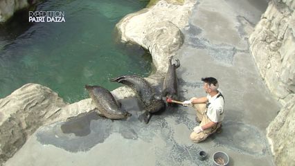 9. L'entrainement des otaries