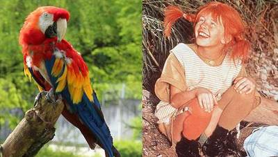 Papegaai van Pippi Langkous overleden