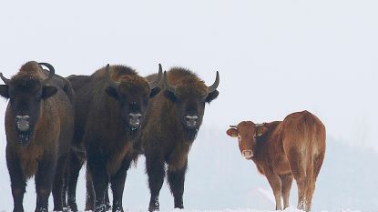 Koe ruilt saaie boerderij in voor leven met wilde bizons