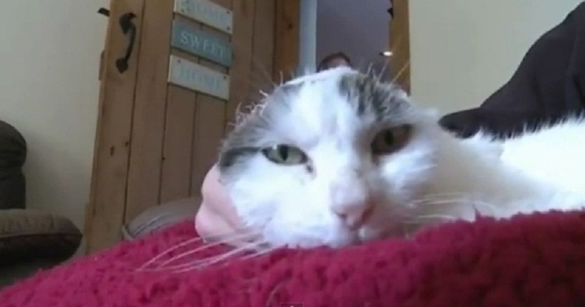 Het verwoestende effect van kanker kat verliest oren Dieren Wetenschap & Planeet HLN