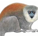 Nieuwe apensoort ontdekt in Amazonewoud. Maar haar voortbestaan is mogelijk al in gevaar