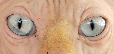 Fokker stopt met mutantenkat: ‘Pronken met een dier dat eigenlijk gehandicapt is’