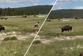 Vrouw ontsnapt ternauwernood aan bizon