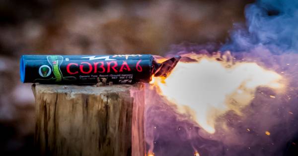 Cobra 6 Vs Meloen Als Je Dit In De Hand Afsteekt Overleef Je Het Niet Oud En Nieuw Gelderlander Nl