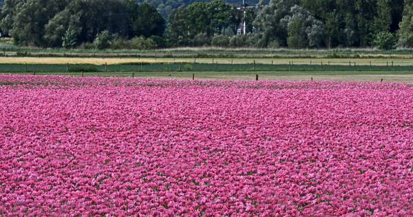 Honderdduizenden roze papaverbloemen in Erlecom - De Gelderlander