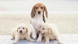 "Puppy's kunnen schuldig kijken": 3 hondenmythes ontkracht
