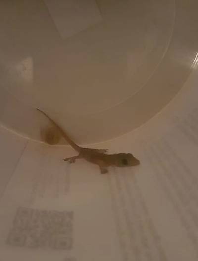 Taiwanese gekko duikt op in Luyksgestel, overgebracht naar Tilburg: ‘Wonder dat dit opgemerkt werd’