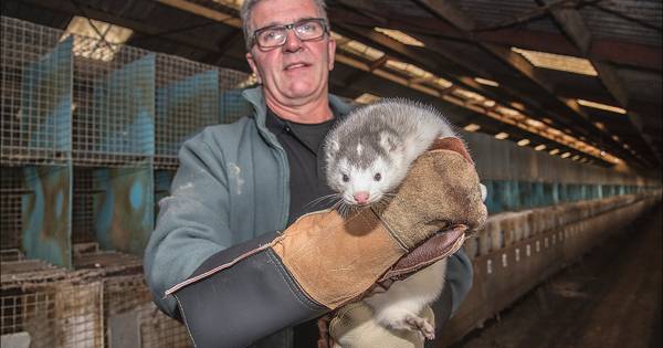 Grote problemen voor nertsenhouders in regio | Boxmeer - De Gelderlander