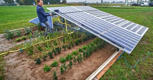 Groene stroom én plantenteelt; zonnepanelen als verrijdbare kweekbakken in Lith - BD.nl